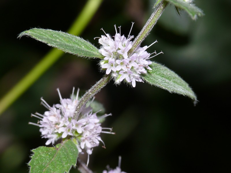 Mint photo 3