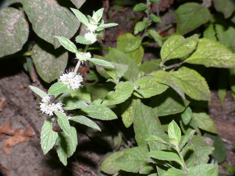 Mint photo 4