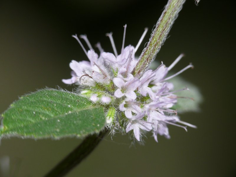 Mint photo 5