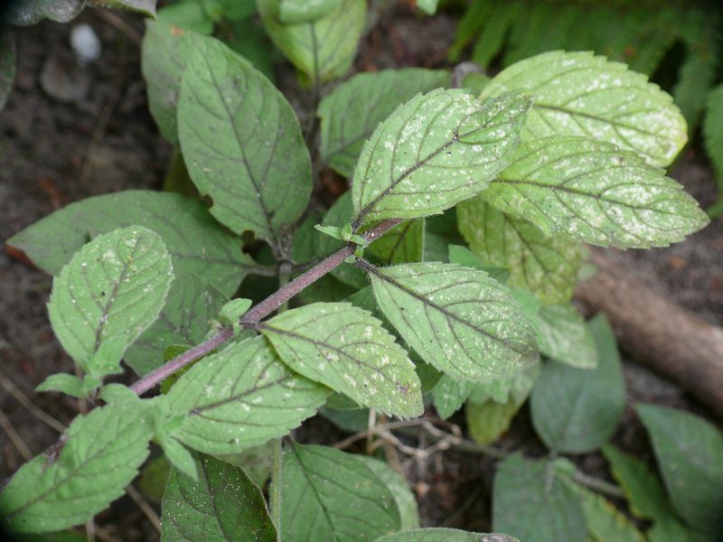 Mint photo 6
