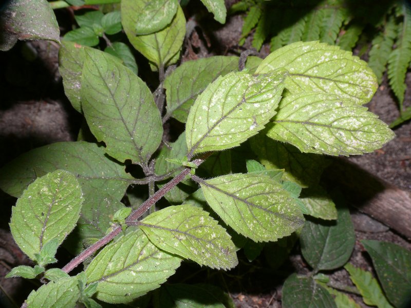 Mint photo 7