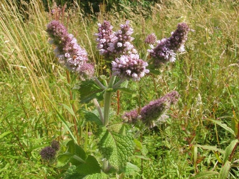Mint photo 5