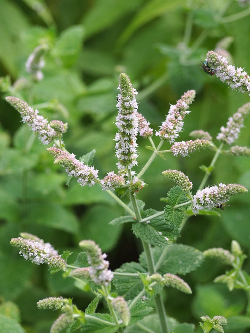 Mint photo 2
