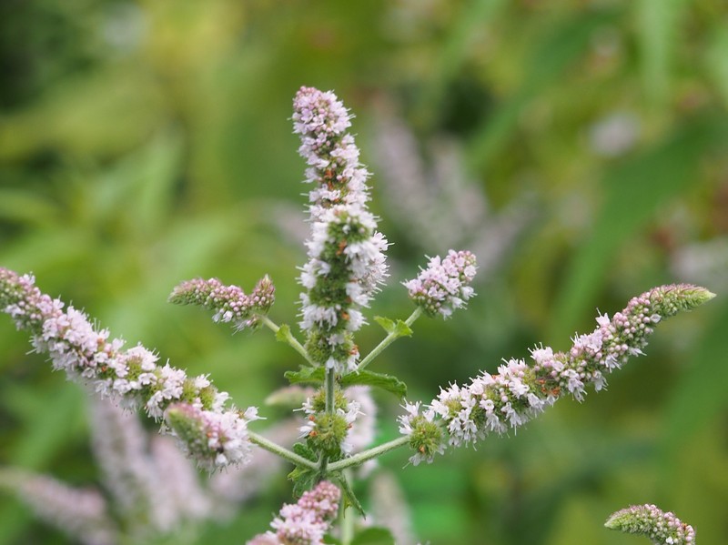 Mint photo 3