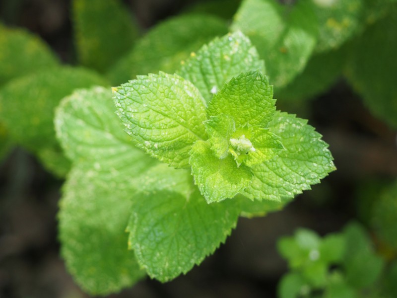 Mint photo 4