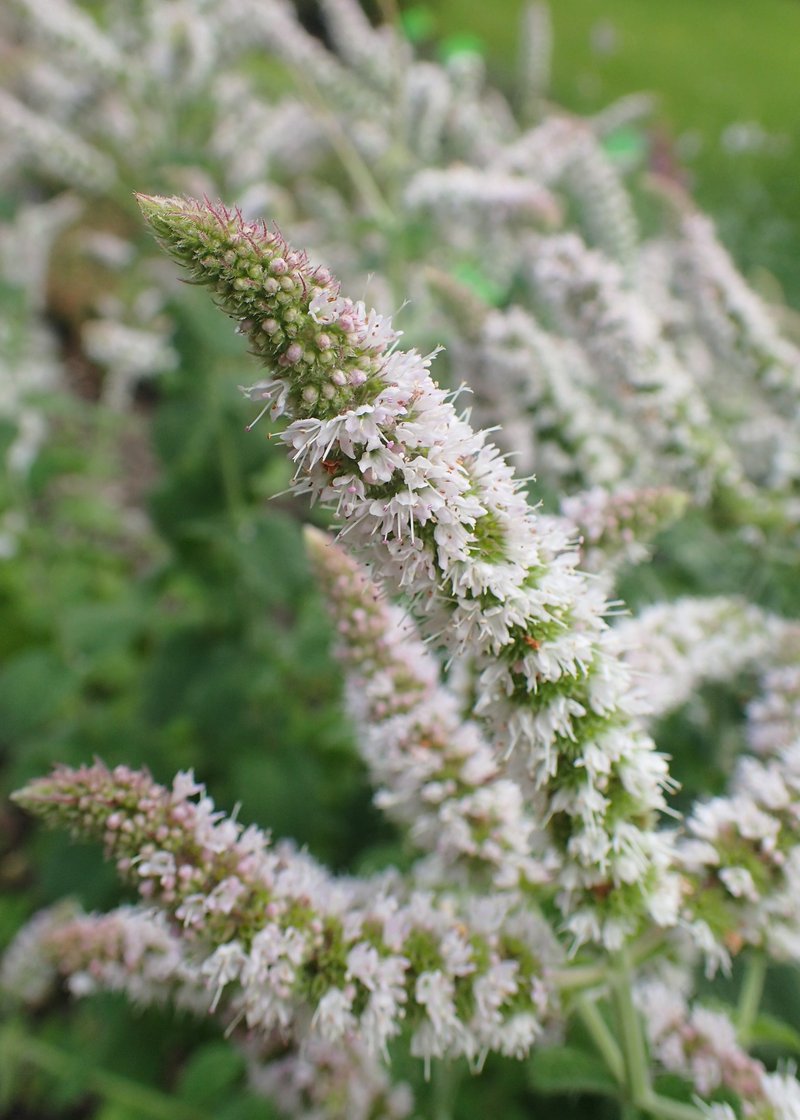 Mint photo 6