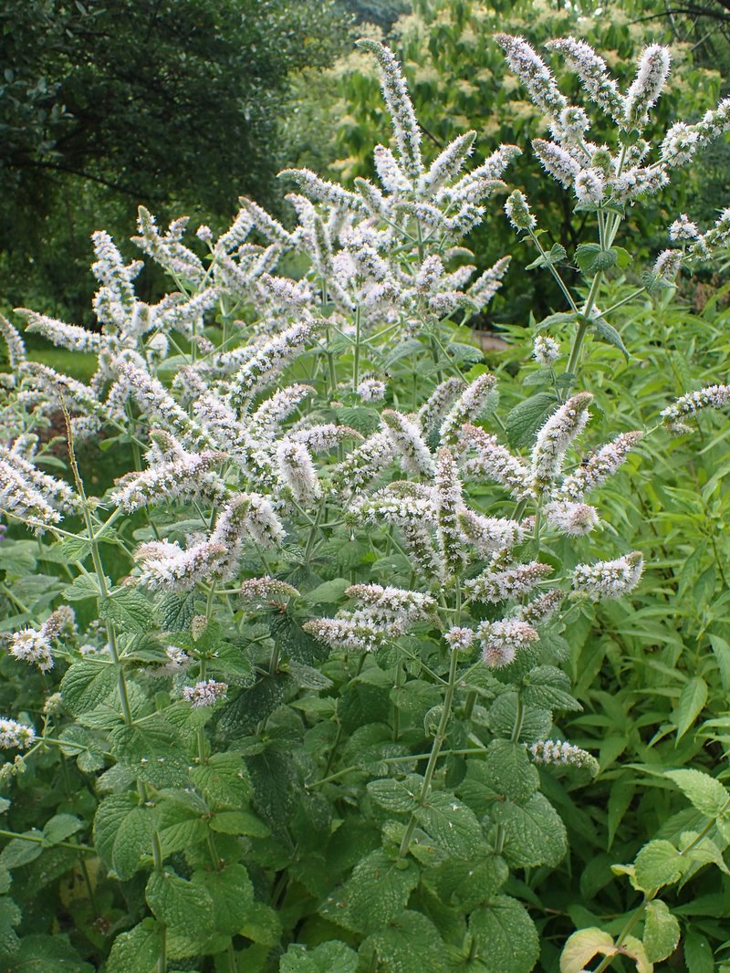 Mint photo 7