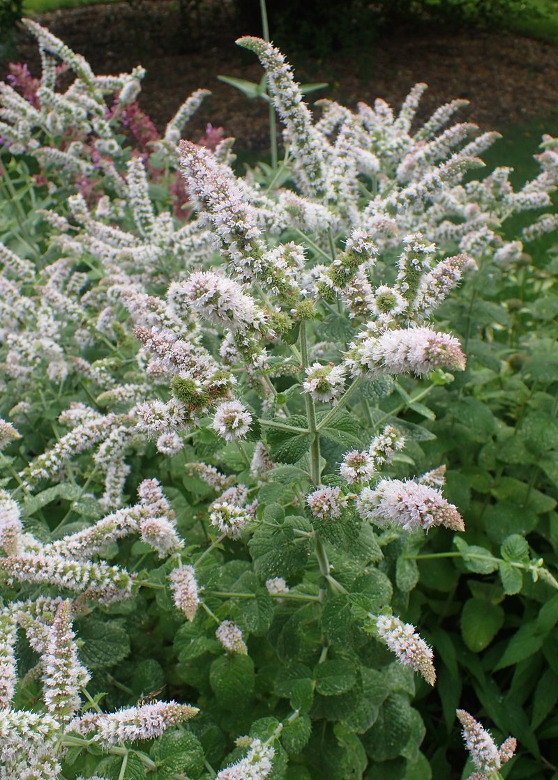 Mint photo 8