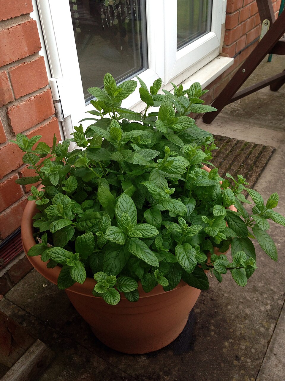 Peppermint photo 5