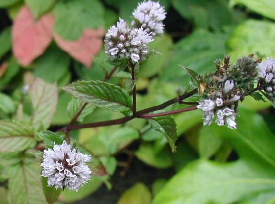 Peppermint photo 8