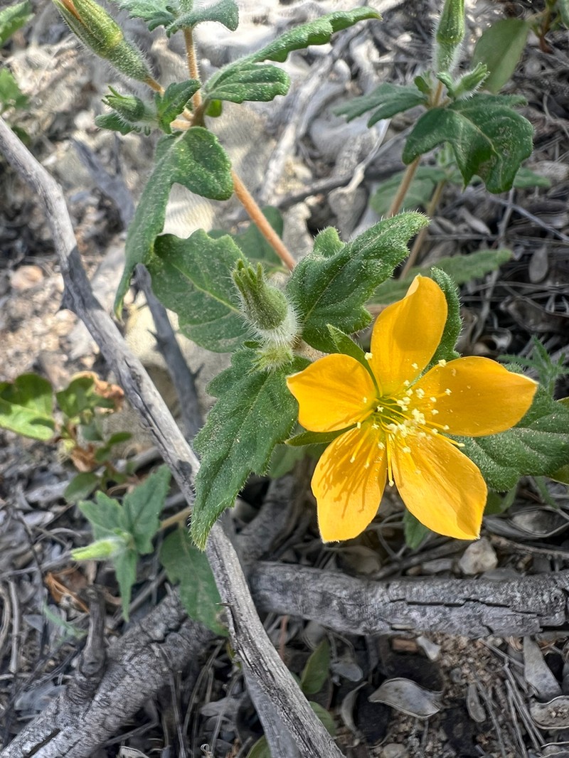 Mentzelia adhaerens