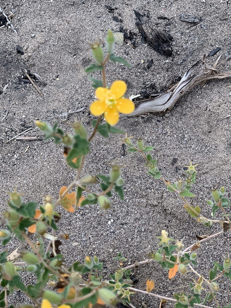 Mentzelia adhaerens photo 2