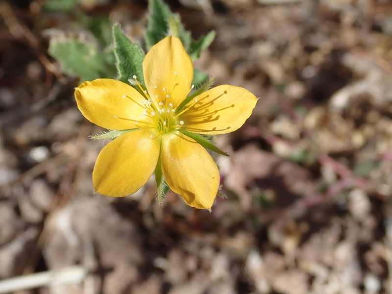 Mentzelia adhaerens photo 3