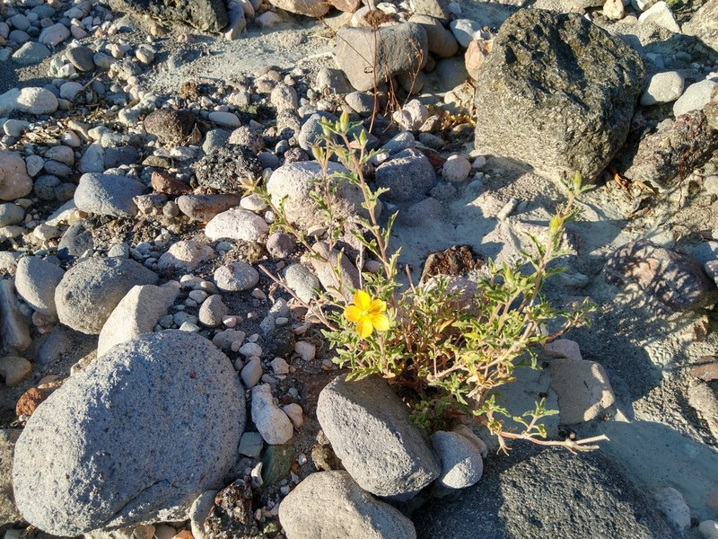 Mentzelia adhaerens photo 4