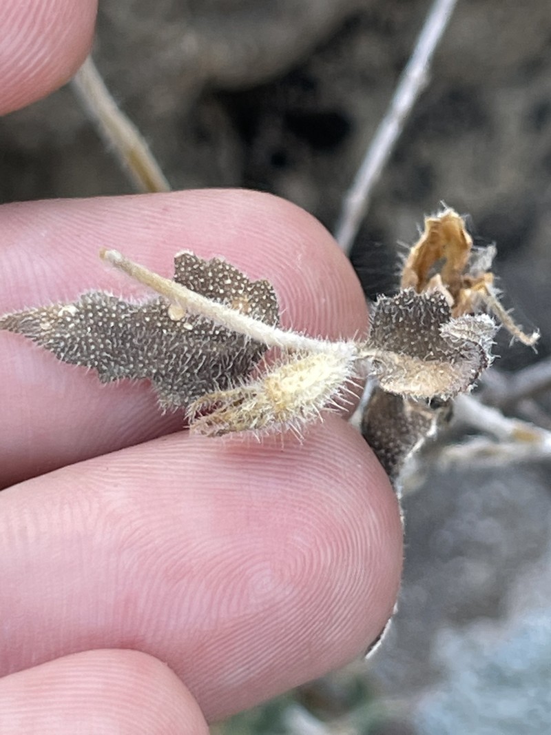 Mentzelia adhaerens photo 5