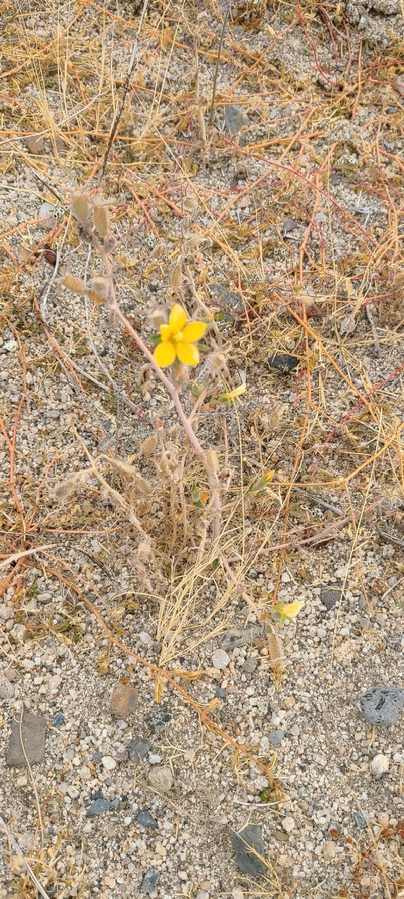 Mentzelia adhaerens photo 6
