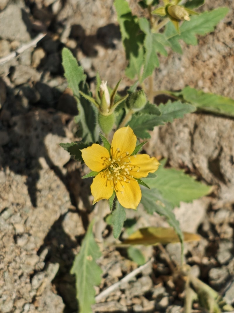 Mentzelia adhaerens photo 7