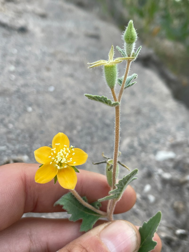 Mentzelia adhaerens photo 8
