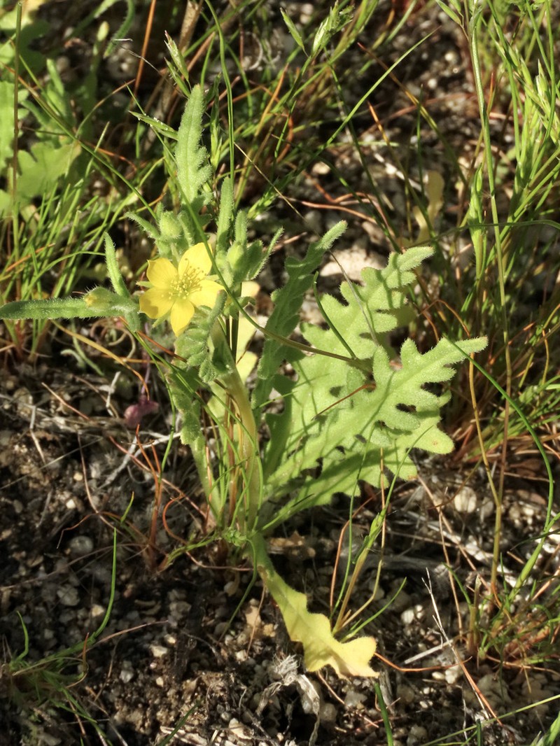 Yellowcomet photo 2