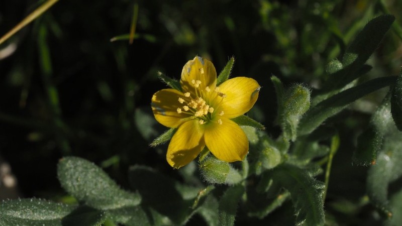 Yellowcomet photo 3