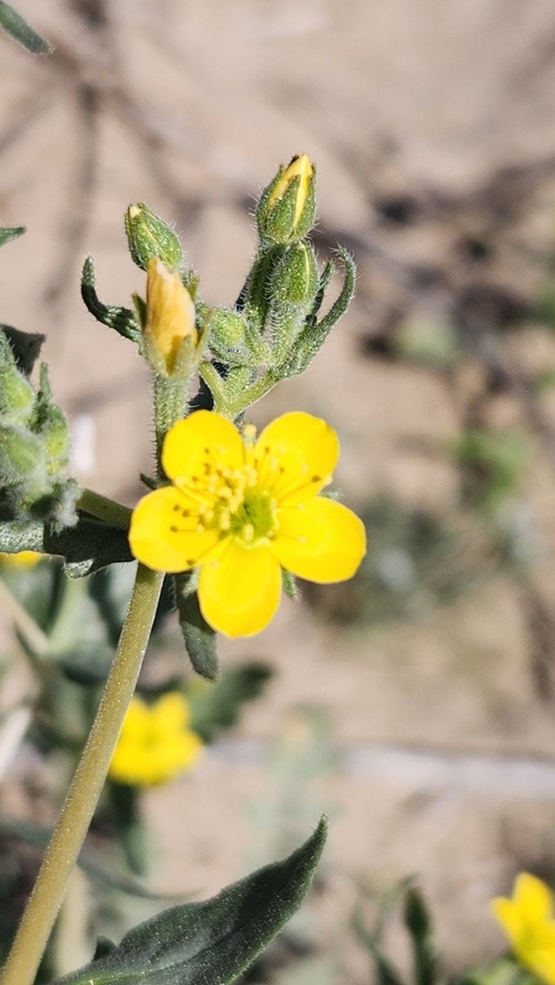 Yellowcomet photo 4