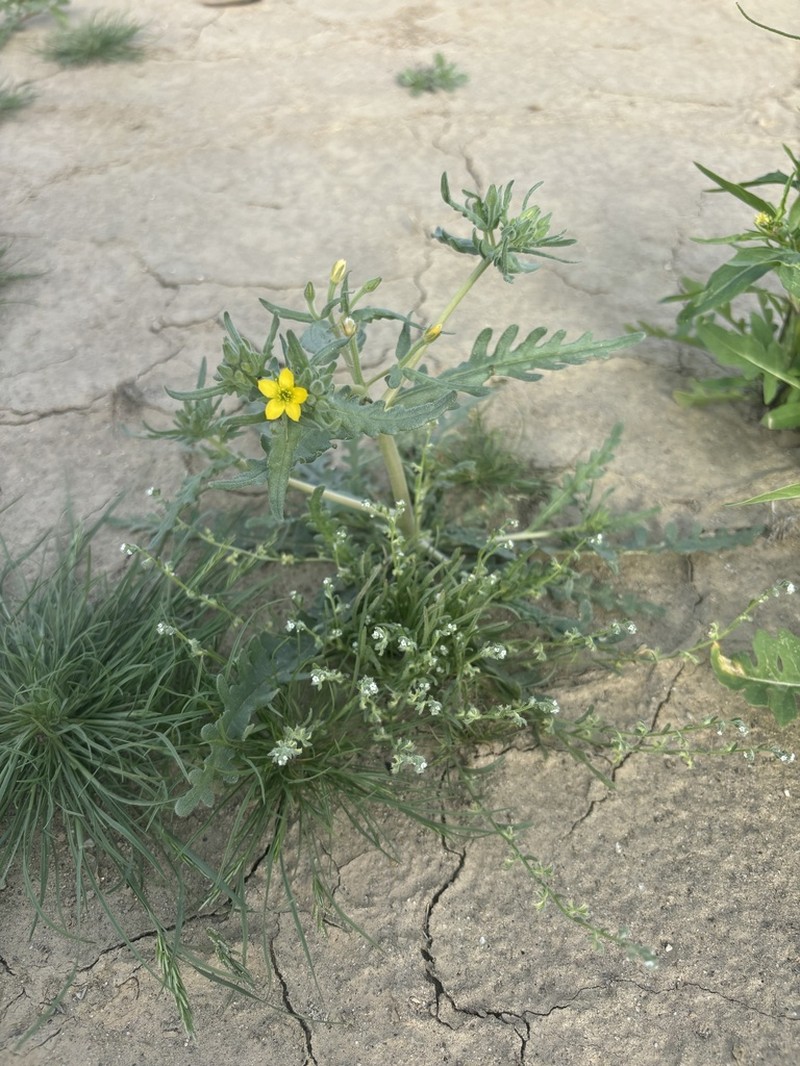 Yellowcomet photo 5