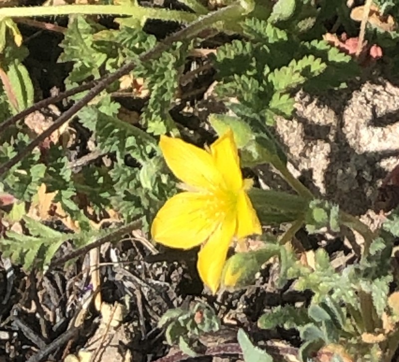 Yellowcomet photo 8