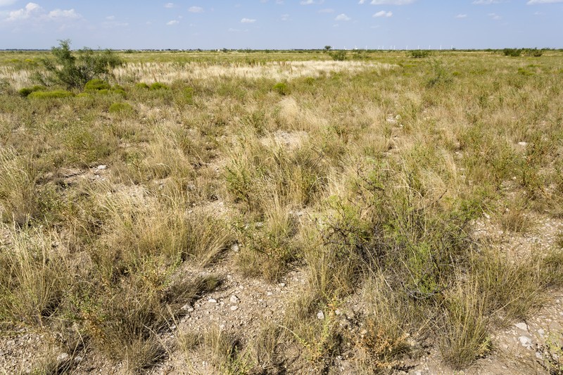 Wavyleaf Blazingstar