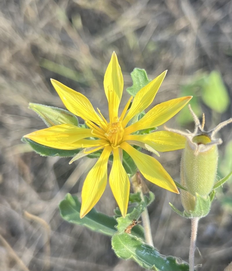Wavyleaf Blazingstar photo 2