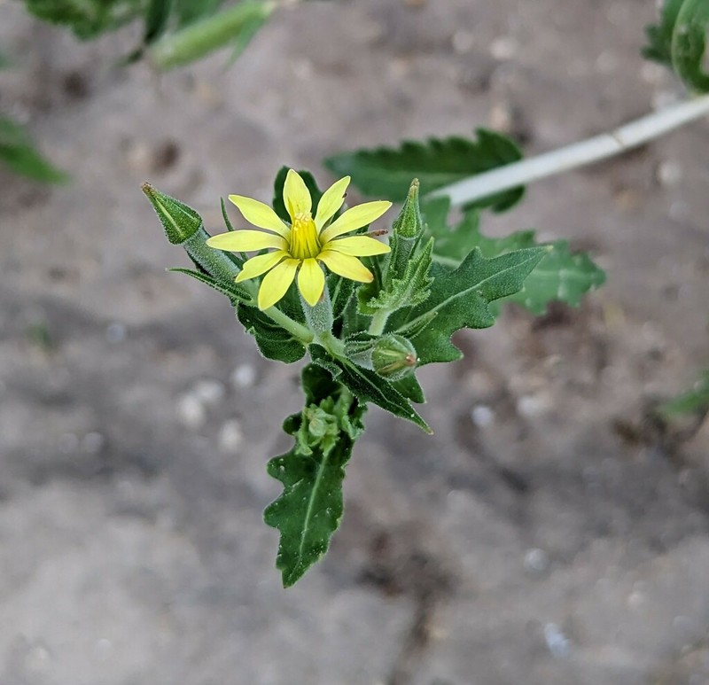 Wavyleaf Blazingstar photo 3