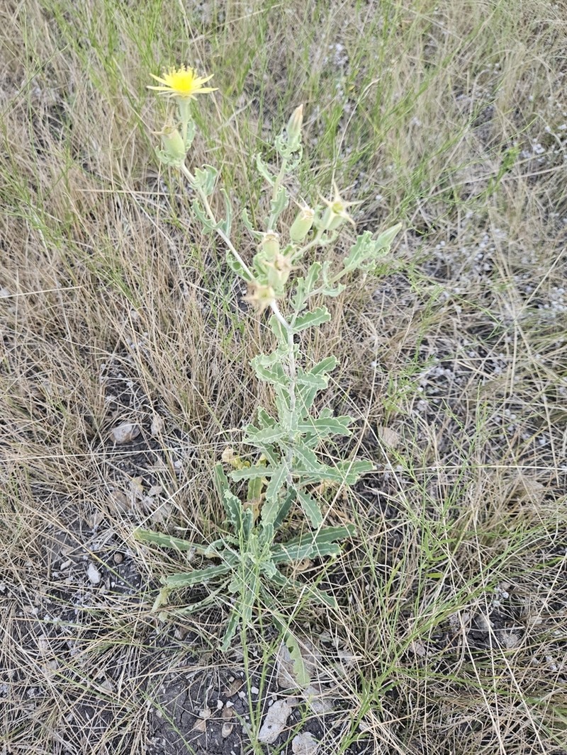 Wavyleaf Blazingstar photo 4