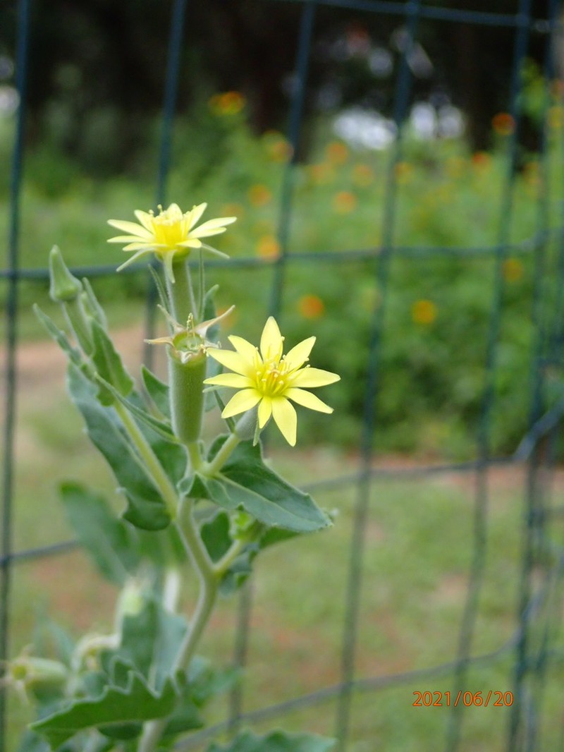 Wavyleaf Blazingstar photo 6