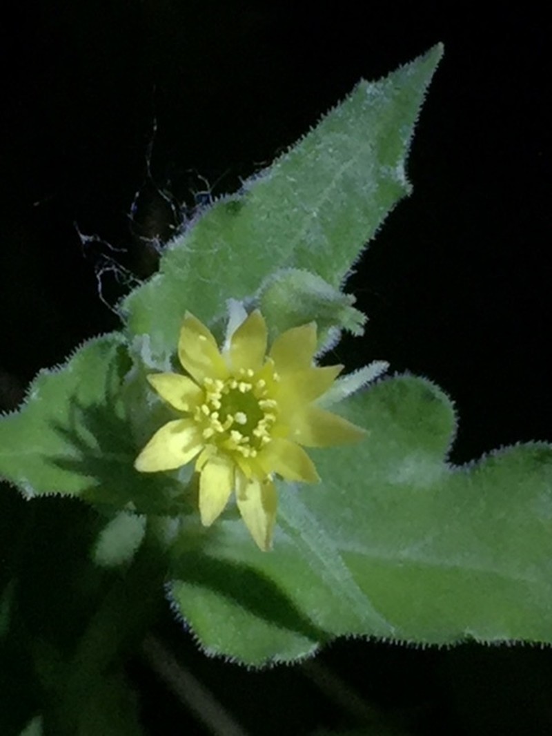 Wavyleaf Blazingstar photo 7