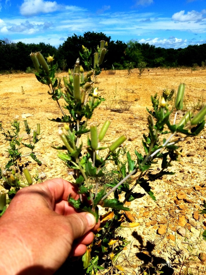 Wavyleaf Blazingstar photo 8