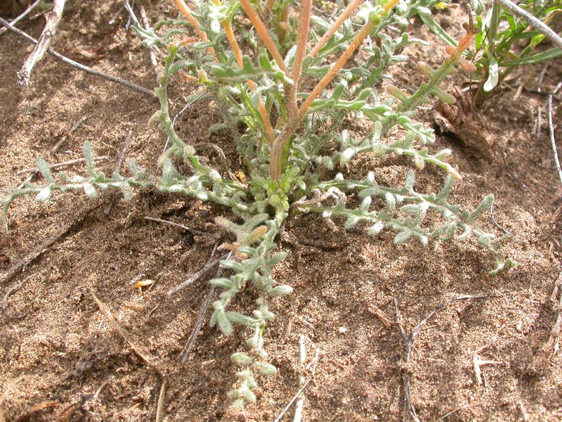 Whitestem Blazingstar photo 2