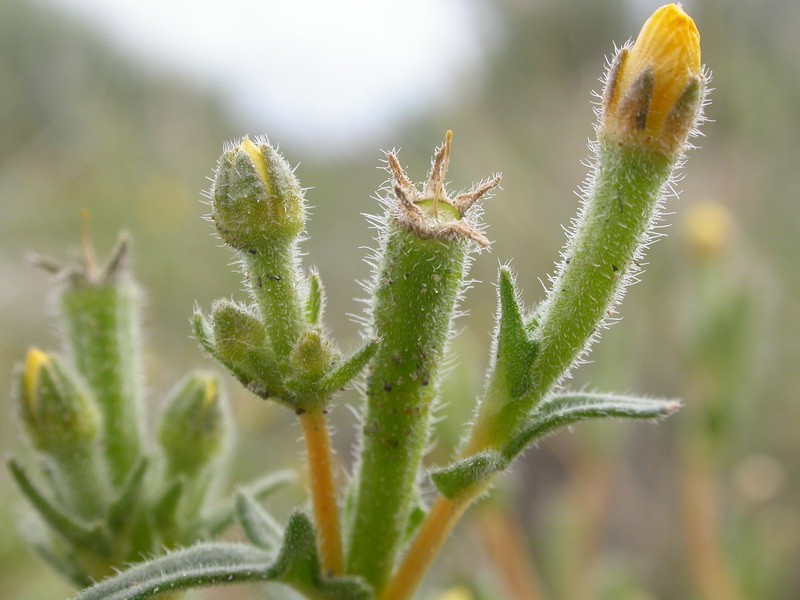 Whitestem Blazingstar photo 3
