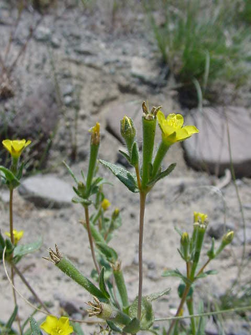 Whitestem Blazingstar photo 4