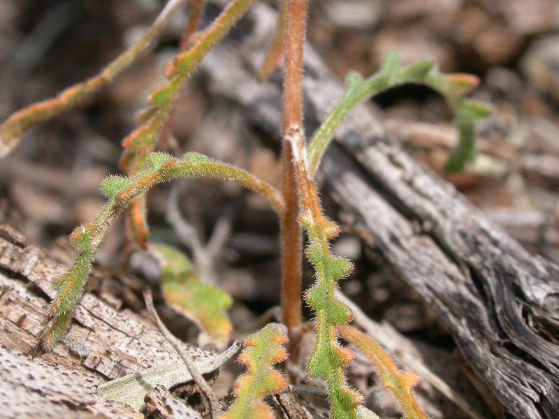 Whitestem Blazingstar photo 6