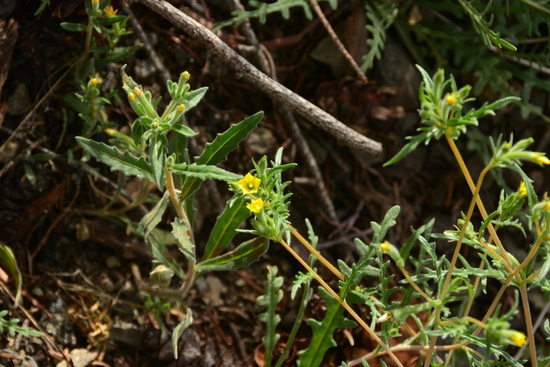 Whitestem Blazingstar photo 2