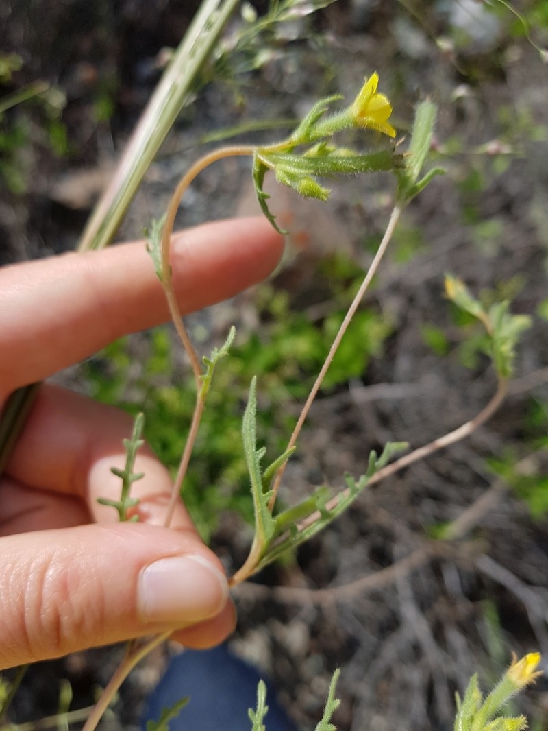 Whitestem Blazingstar photo 3