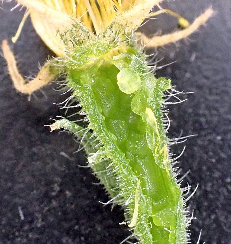 Whitestem Blazingstar photo 4