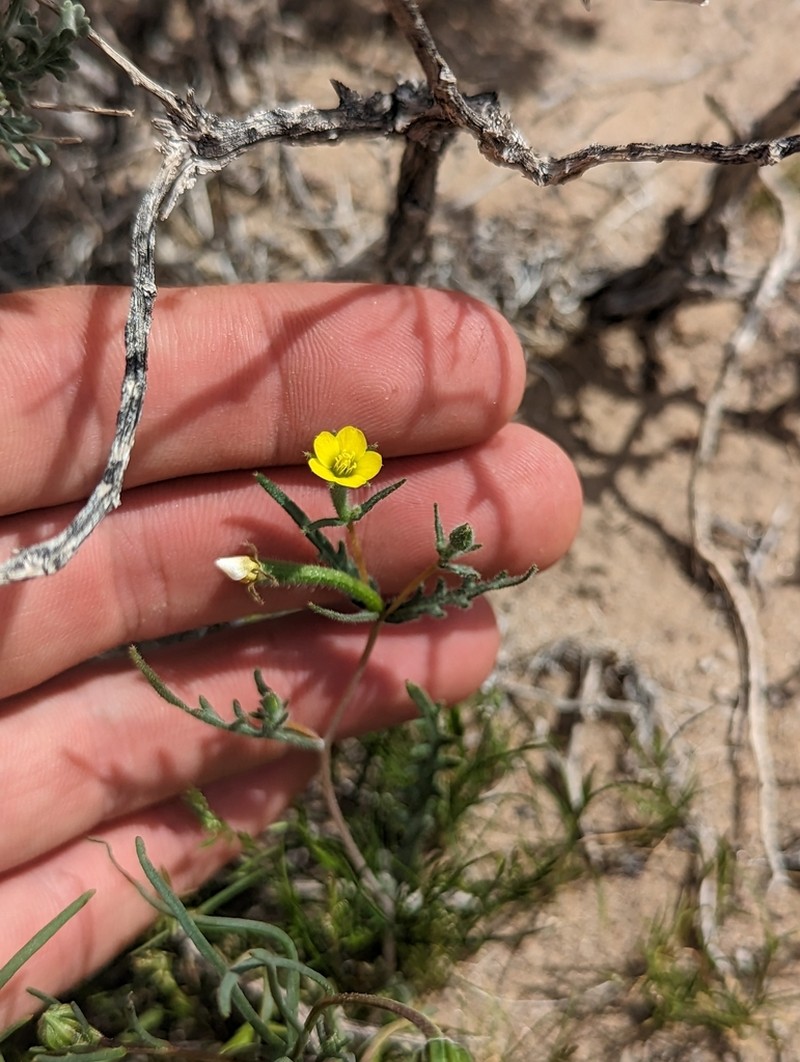 Whitestem Blazingstar photo 5
