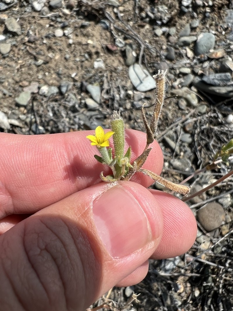 Whitestem Blazingstar photo 6