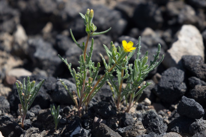 Whitestem Blazingstar photo 7