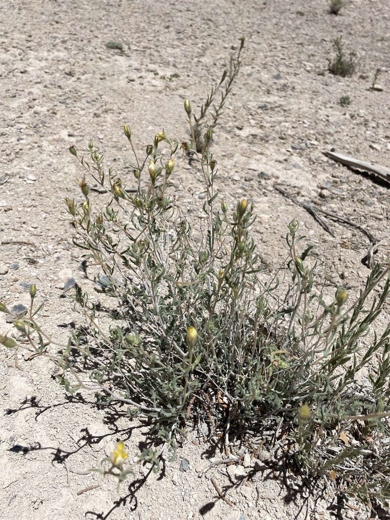 Pioche Stickleaf photo 2