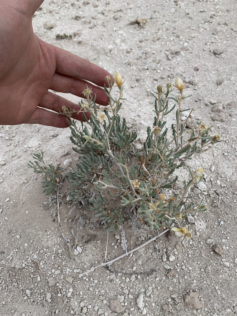 Pioche Stickleaf photo 3