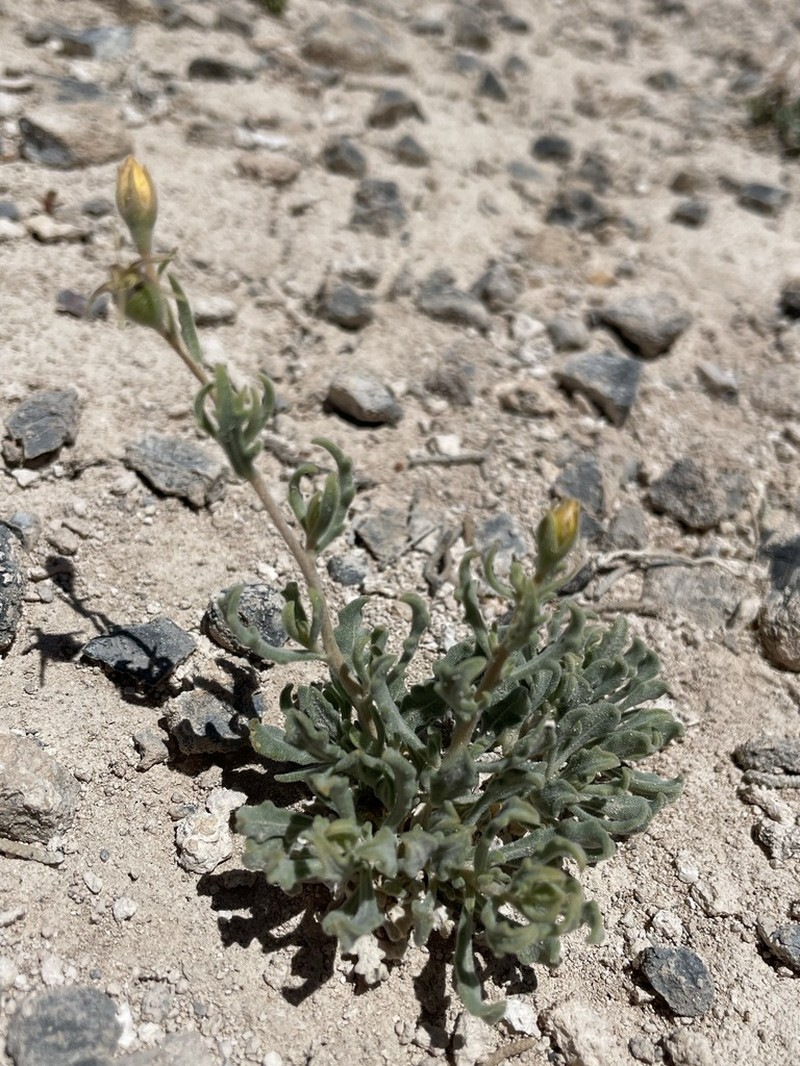 Pioche Stickleaf photo 4