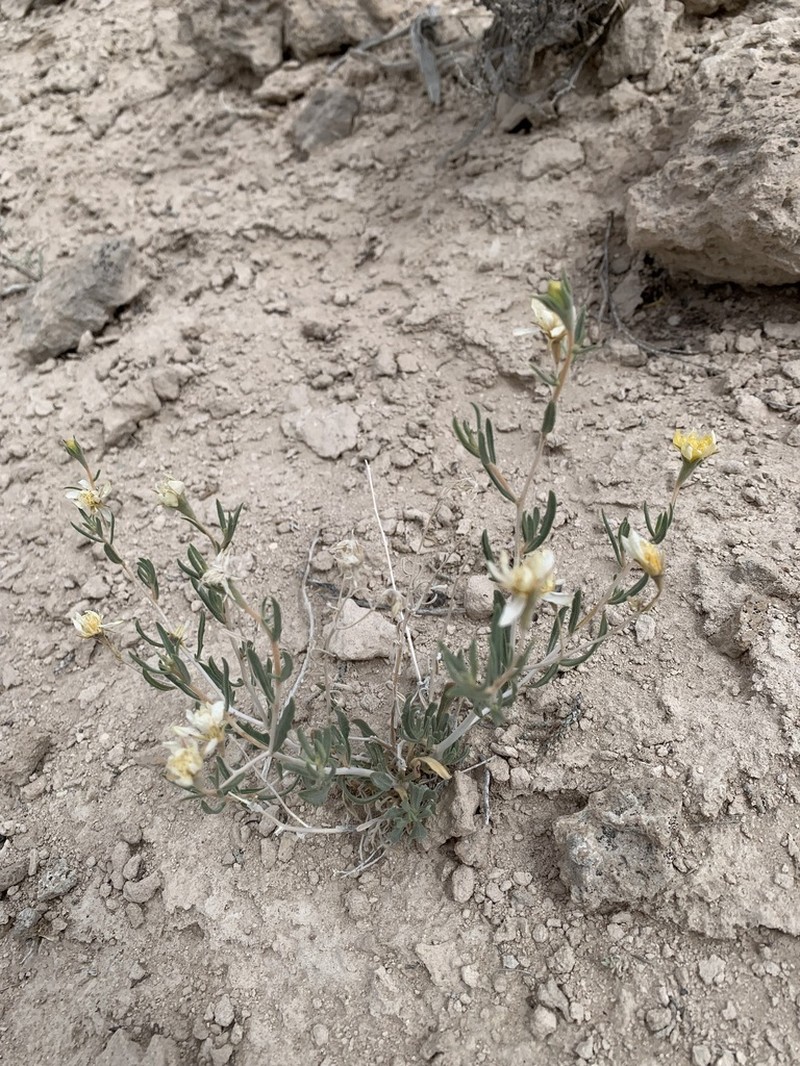 Pioche Stickleaf photo 5