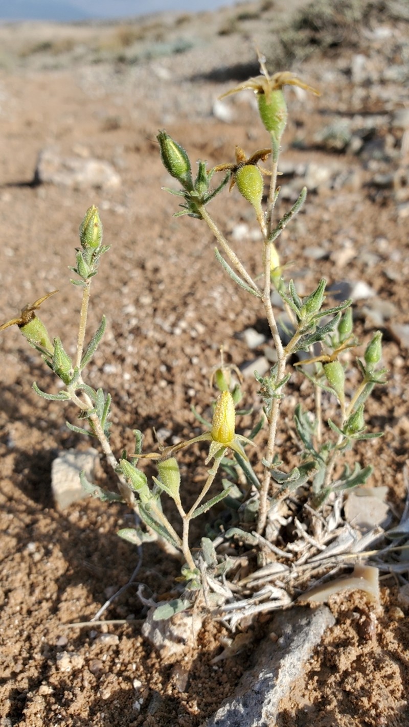 Pioche Stickleaf photo 6