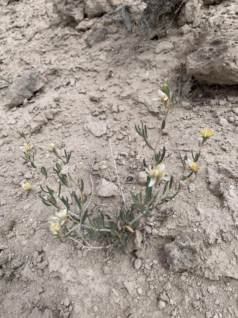 Pioche Stickleaf photo 7